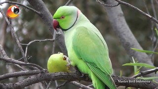 Paruh Bengkok Yang Kini Tren di Indonesia - Indian Ringneck (IRN)