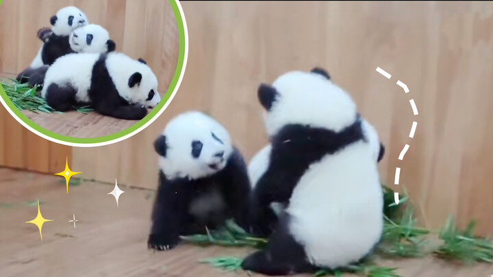 3 "Beasts" are brawling: Look how fierce these panda babies are!