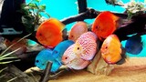 Ikan hias Discus Raja aquarium air tawar