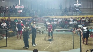 3 stag derby BJ promotion