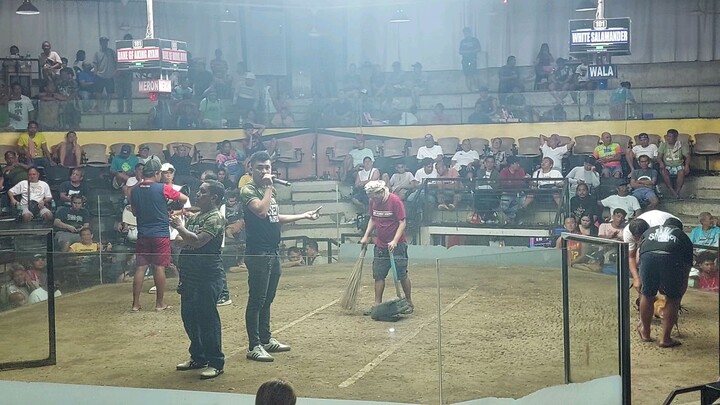 3 stag derby BJ promotion