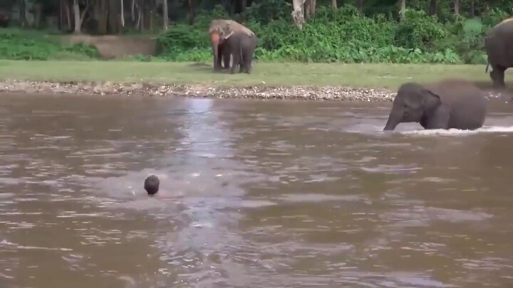 Chú voi nhỏ hiền lành tưởng người này đang đuối nước, liền vội vã lội qua dòng nước xiết để cứu anh 