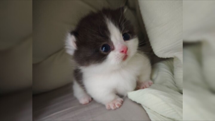 ‘🐱 Little Nose is unbelievably cute’