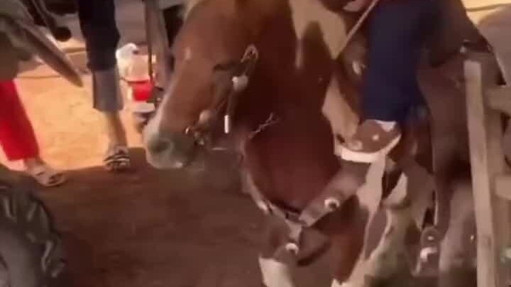 ม้าตัวน้อย: นี่เป็นครั้งแรกที่ฉันเริ่มงาน ฉันต้องทำให้ดีที่สุดเลย!