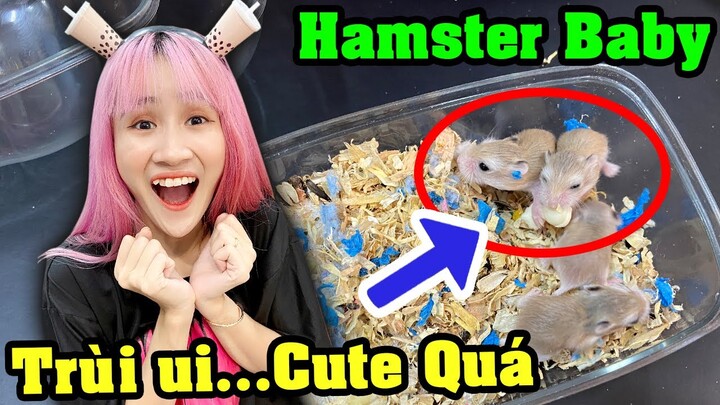 Thăm Các Bé Hamster Con Sau 1 Tuần Tuổi - Vê Vê Animal