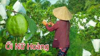 Cách thu hoạch ổi ở vườn ổi nữ hoàng sai trái | Miền Tây TV