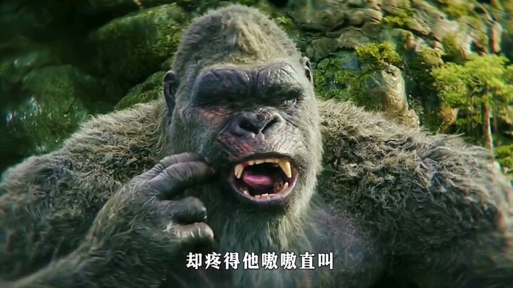 金刚正准备给自己加鸡腿，可当食物碰到牙齿的瞬间，却疼得他嗷嗷直叫，原来他也备受蛀牙的煎熬