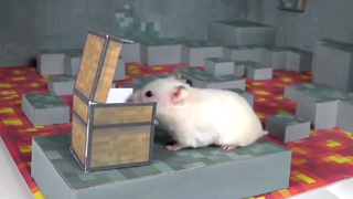 ชีวิตหนูแฮมสเตอร์ EP 29