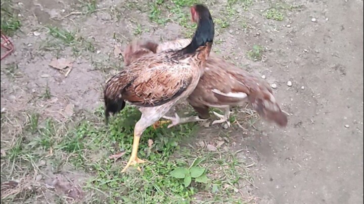 Burmese Seedfowls