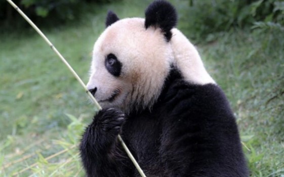 [Animal] Panda Yuan Meng's Dirty Face | Zoo PARC DE BEAUVEL