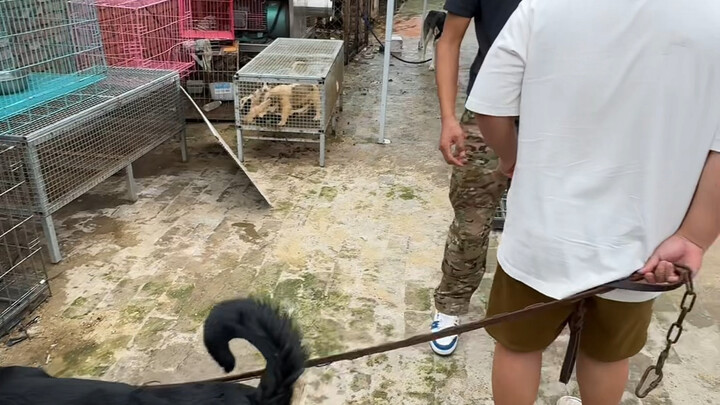 Tôi sợ chó nhưng chúng không bao giờ làm hại tôi