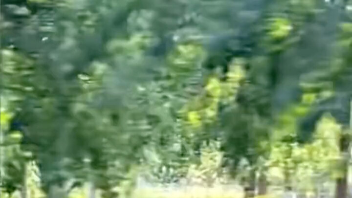 Recently in Jiaozuo, Henan, a 6-year-old boy, refusing to go to school, ran into the woods, promptin