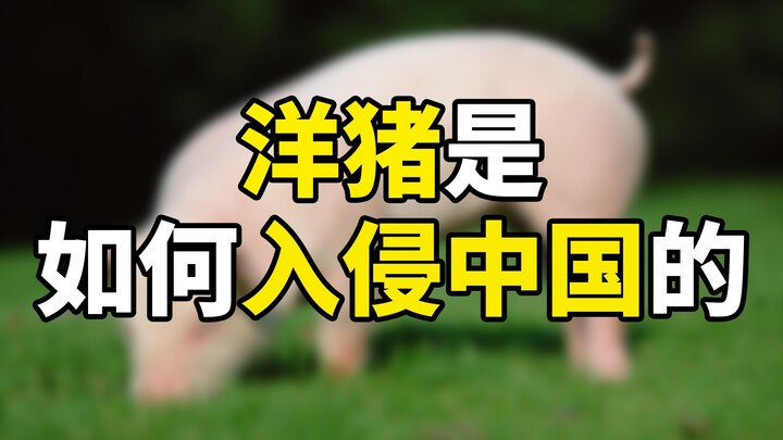 كيف اقتحمت الخنازير الغربية الصين؟