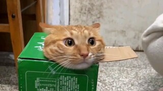 لماذا يحدث كل سوء الحظ للقطط؟