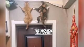 手欠的猫咪（猫猫：我妈已经三天没打我了）