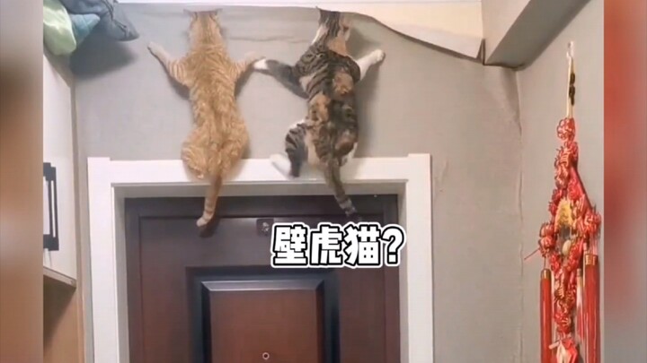 手欠的猫咪（猫猫：我妈已经三天没打我了）