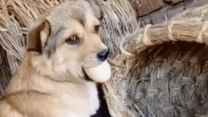 Setelah anjing ketahuan mencuri telur secara langsung, situasinya sempat menjadi sangat canggung.