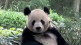 大熊猫妃妃吐舌头“略略略”，逗笑游客，网友：它在说“略略略略略一群瓜皮”