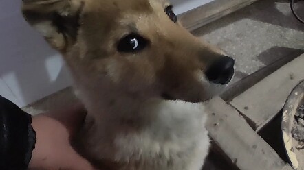 Chú chó sưởi lửa