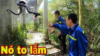 Kinh Hoàng Khi Lần Đầu Đối Mặt Với Rắn Hổ Mang Cụ | Săn Bắt Ẩm Thực Vùng Cao