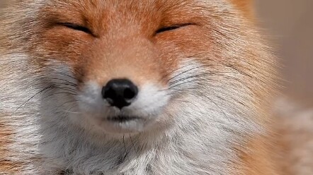 【Rubah】Yey~ Yey~ Tidur siang yang nyaman banget, telinganya pintar banget dan bau mataharinya enak! 