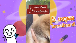 5 เหตุผลในการฝึกหมา #เคล็ดลับสัตว์เลี้ยง