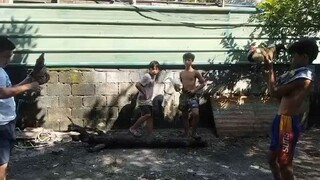 win ala sugat same stag