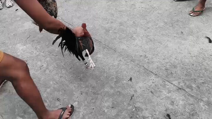 pito sampu ang lakihan