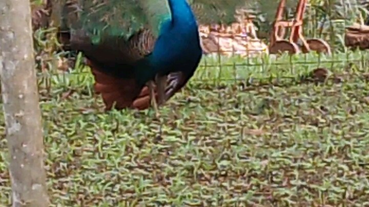 wanna see a peacock🥰???