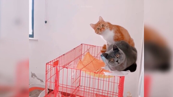 Những chú mèo cute :3