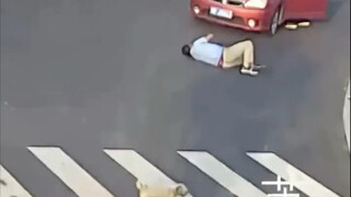 The puppy who obeys traffic rules