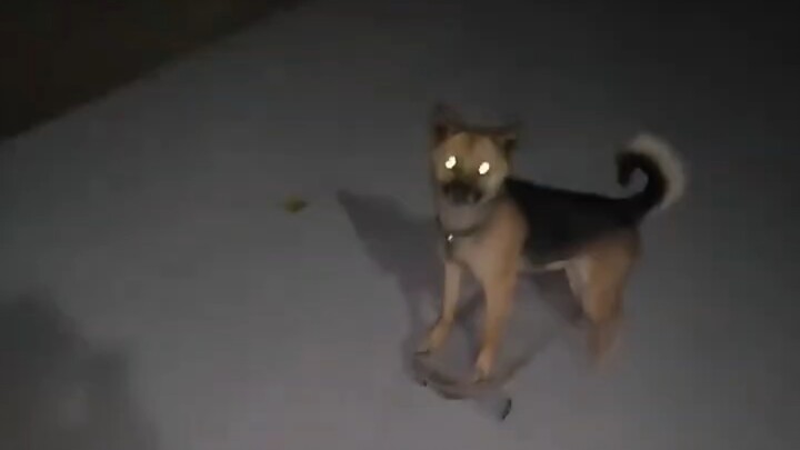 The little dog came sliding over with its hazard lights on.