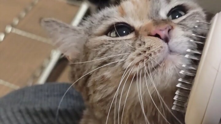 Bang! Mom Combed Me Into a Skinny Cat!