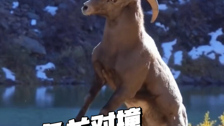 Tabrakan antara domba bertanduk besar: Mengapa domba bertanduk besar tetap diam setelah berkelahi?