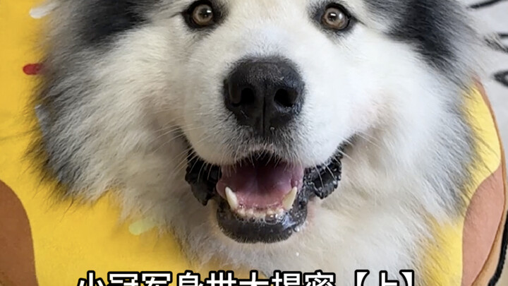 يقولون إن المولود يشبه سلالة السامويد؟