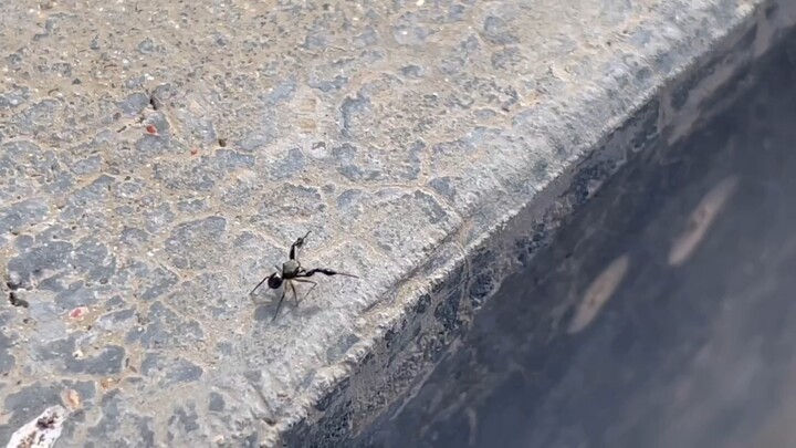 Is this an ant? Does anyone know?