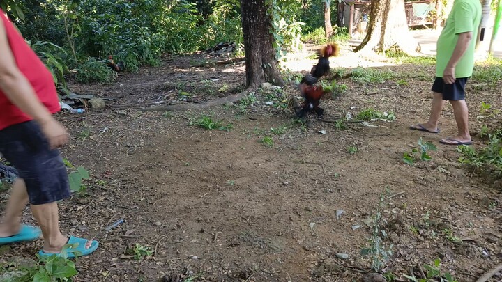 Sunday spar Gilmore hatch broodcock