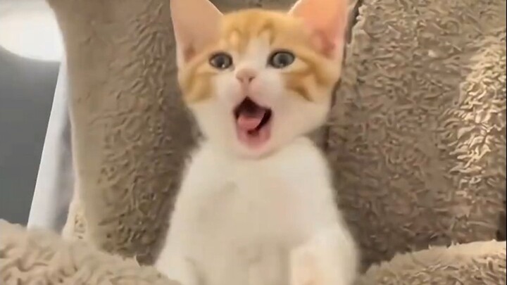 "Tag someone cuter than a kitten"