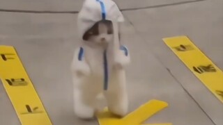 If a kitten acts cute to me, I will die!