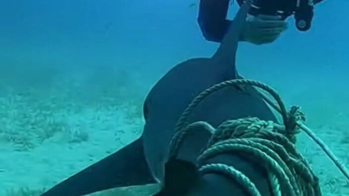 Shocking Shark Rescue Underwater 🦈 | Real-Life Ocean Rescue