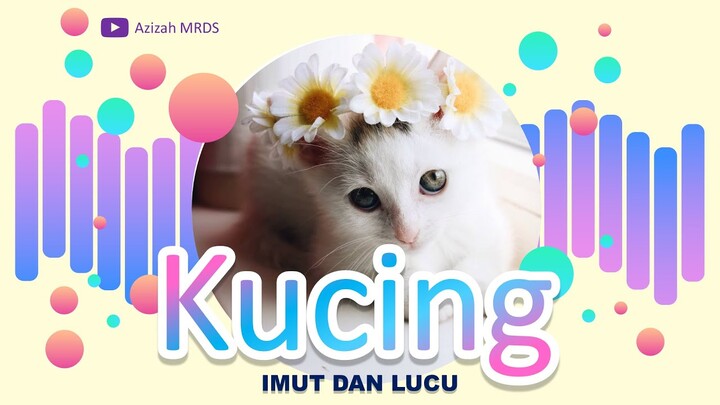 Kumpulan Foto KUCING imut dan lucu terbaru