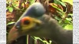 Maleo bird (Macrocephalon maleo)