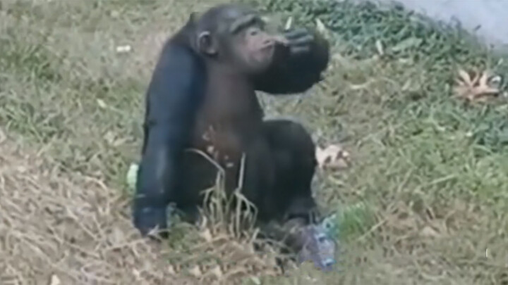Simpanse di kebun binatang merokok? Petugas: Pengunjung yang memberikan, sulit diatur