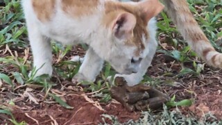 Datang dan saksikan tutorial buang air besar dari Master Cat