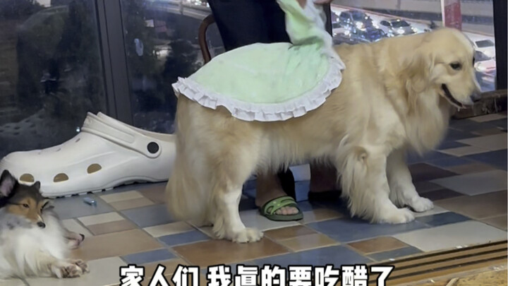 Lihat nih, Sakura-chan yang dimanja sama kakek udah jadi sombong kayak anjing yang sok berani karena