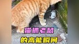 猫鼠大战：血脉压制下的高能瞬间！