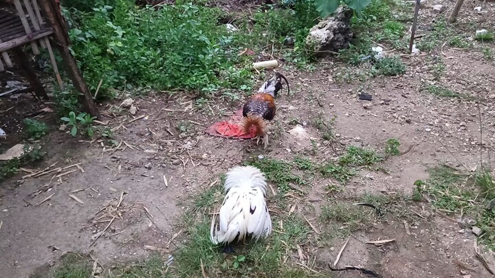 White Kelso x Mclean VS Bulik Spar