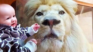 Kids and Babies Zoo Fails - พยายามอย่าหัวเราะขณะดู Funniest Home Videos