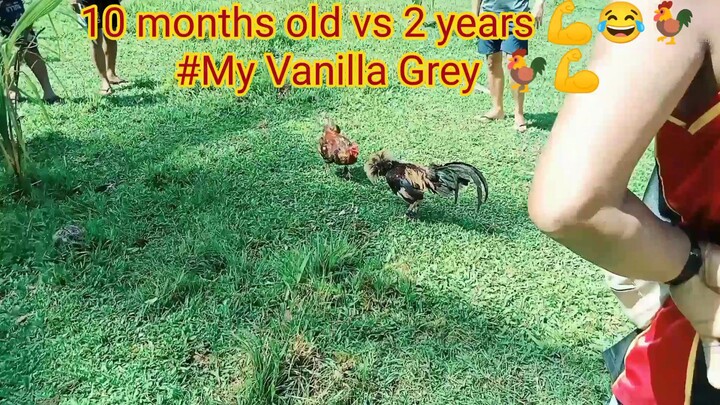 My 1x winner 10 months old vs 2 years old💪🐓