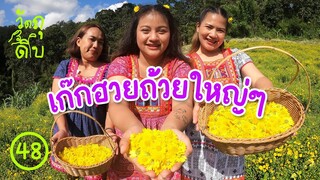 น้ำเก๊กฮวยทำจากสิ่งนี้ - วัตถุดิบ EP48